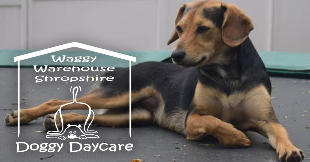 Waggy Warehouse - Shropshire