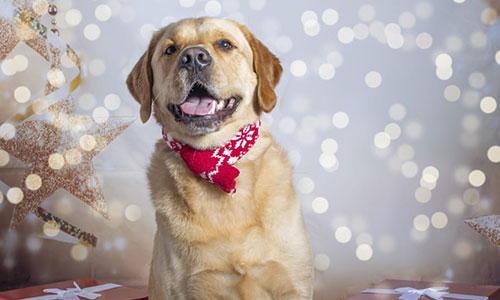 Pets and Animals in Shropshire